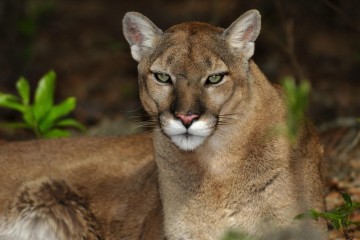 Development Project Threatens Endangered Florida Panther, Experts Say